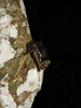 Bibundi Butterfly Bat - Photo (c) gauvain_saucy, some rights reserved (CC BY-NC), uploaded by gauvain_saucy