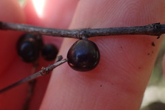 Coprosma tenuicaulis