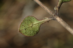 Coprosma tenuicaulis