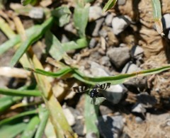 Herina frondescentiae