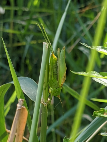 Gladiator Meadow Katydid