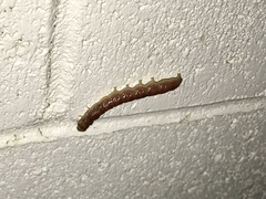 Litoprosopus coachella