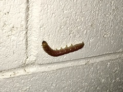 Litoprosopus coachella