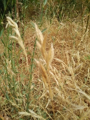 Bromus lanceolatus