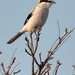 Northern Shrike - Photo (c) CheepShot, some rights reserved (CC BY)