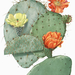 Opuntia rzedowskii - Photo Mary Emily Eaton (1873-1961). Daniel Schweich for the filtred image., no known copyright restrictions (public domain)