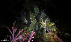Centropogon australis