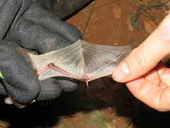 Pseudoromicia tenuipinnis