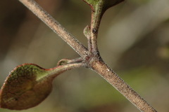 Coprosma tenuicaulis