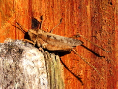 Xyleus discoideus discoideus