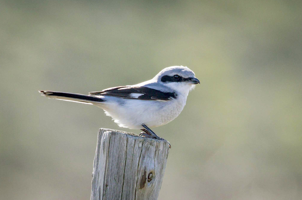 Northwestern Great Grey Shrike