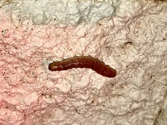 Litoprosopus coachella