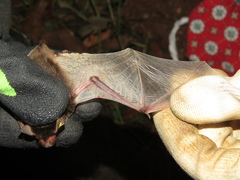 Pseudoromicia tenuipinnis