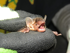 Pseudoromicia tenuipinnis