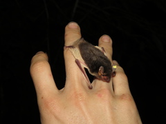 Pseudoromicia tenuipinnis