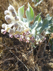 Asclepias californica