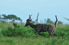 Tragelaphus imberbis