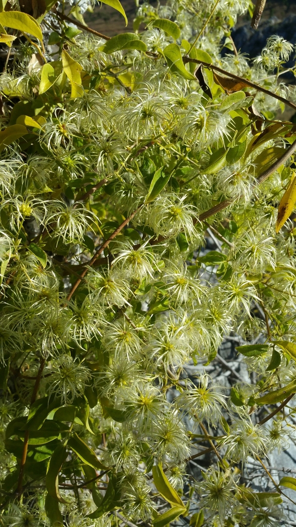 Clematis edentata