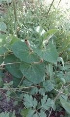 Aristolochia lutea