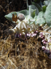 Asclepias californica