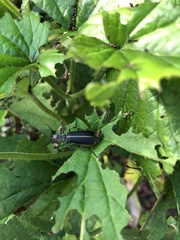 Epicauta cinerea-group