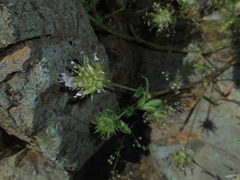 Trifolium obtusiflorum