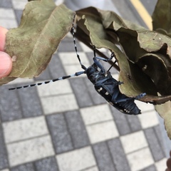 Anoplophora chinensis