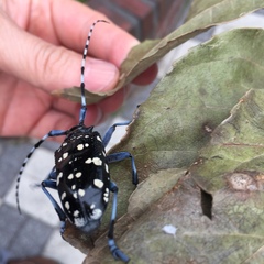 Anoplophora chinensis
