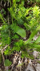 Crepis froelichiana dinarica
