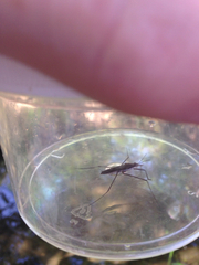 Gerromorpha