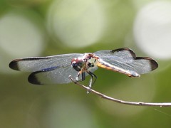 Libellula axilena