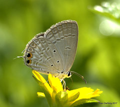 Euchrysops cnejus cnejus