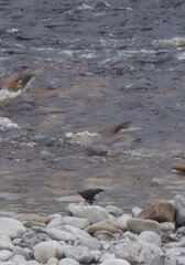Cinclus cinclus gularis