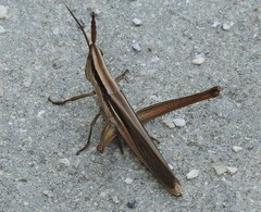Mermiria intertexta