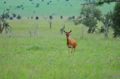 Alcelaphus buselaphus cokii