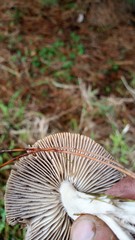 Tricholoma terreum image