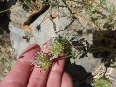 Trifolium obtusiflorum