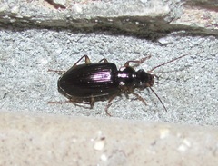 Notagonum