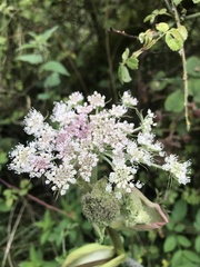 Heracleum sphondylium