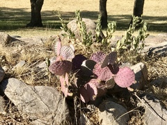Opuntia macrocentra