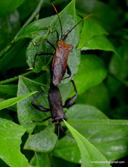 Ochrochira albiditarsis