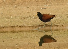 Jacana spinosa