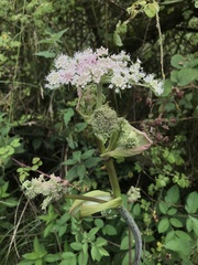 Heracleum sphondylium