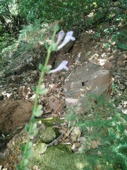 Scutellaria brevibracteata