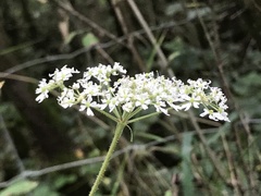 Heracleum sphondylium