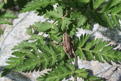 Podisma amedegnatoae