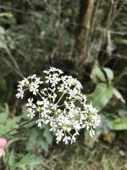 Heracleum sphondylium