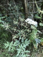 Heracleum sphondylium