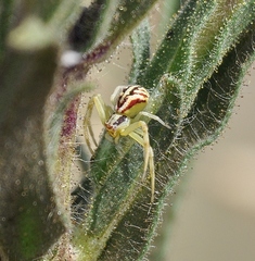 Mecaphesa schlingeri