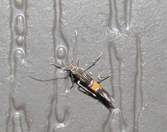 Cosmopterix attenuatella